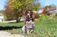 Allie, a female German Shorthaired Pointer for sale in Sugarcreek, OH – 2 of 10