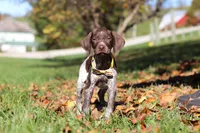 Annie, a female German Shorthaired Pointer for sale in Sugarcreek, OH – 5 of 10
