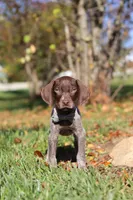Asher, a male German Shorthaired Pointer for sale in Sugarcreek, OH – 6 of 10