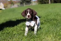 Ammo, a male German Shorthaired Pointer for sale in Sugarcreek, OH – 5 of 8