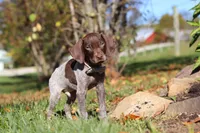 Asher, a male German Shorthaired Pointer for sale in Sugarcreek, OH – 4 of 10