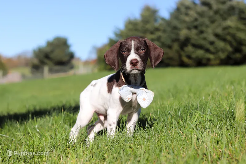 Ammo – German Shorthaired Pointer puppy for sale in Sugarcreek, OH