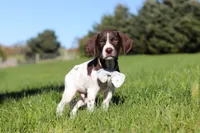 Ammo, a male German Shorthaired Pointer for sale in Sugarcreek, OH – 1 of 8