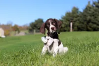 Ammo, a male German Shorthaired Pointer for sale in Sugarcreek, OH – 2 of 8
