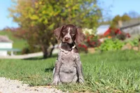 Allie, a female German Shorthaired Pointer for sale in Sugarcreek, OH – 3 of 10