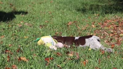 Allie, a female German Shorthaired Pointer for sale in Sugarcreek, OH – 10 of 10