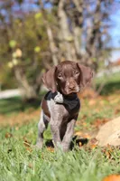Asher, a male German Shorthaired Pointer for sale in Sugarcreek, OH – 3 of 10