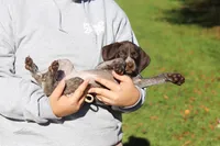 Angela, a female German Shorthaired Pointer for sale in Sugarcreek, OH – 8 of 10