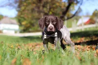 Angela, a female German Shorthaired Pointer for sale in Sugarcreek, OH – 4 of 10