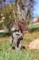 Asher, a male German Shorthaired Pointer for sale in Sugarcreek, OH – 7 of 10