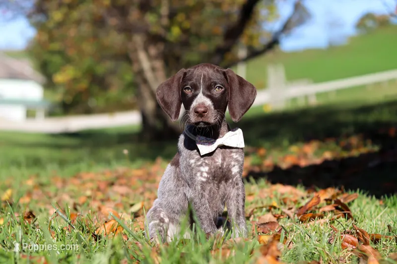 Angela, a female German Shorthaired Pointer for sale in Sugarcreek, OH – 1 of 10