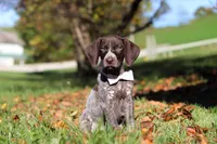 Angela, a female German Shorthaired Pointer for sale in Sugarcreek, OH – 1 of 10