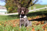 Angela, a female German Shorthaired Pointer for sale in Sugarcreek, OH – 3 of 10