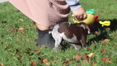 Annie, a female German Shorthaired Pointer for sale in Sugarcreek, OH – 10 of 10
