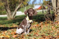 Annie, a female German Shorthaired Pointer for sale in Sugarcreek, OH – 3 of 10