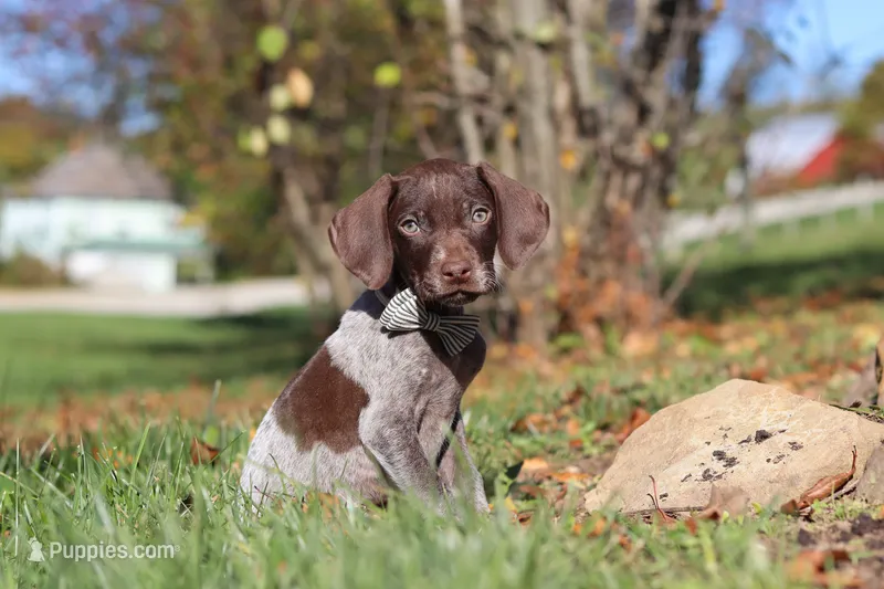 Asher, a male German Shorthaired Pointer for sale in Sugarcreek, OH – 1 of 10