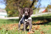 Angela, a female German Shorthaired Pointer for sale in Sugarcreek, OH – 9 of 10