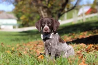 Angela, a female German Shorthaired Pointer for sale in Sugarcreek, OH – 7 of 10
