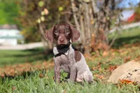 Asher, a male German Shorthaired Pointer for sale in Sugarcreek, OH – 5 of 10