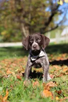Angela, a female German Shorthaired Pointer for sale in Sugarcreek, OH – 6 of 10