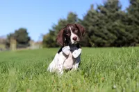 Ammo, a male German Shorthaired Pointer for sale in Sugarcreek, OH – 3 of 8