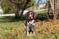 Allie, a female German Shorthaired Pointer for sale in Sugarcreek, OH – 8 of 10