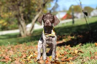 Annie, a female German Shorthaired Pointer for sale in Sugarcreek, OH – 6 of 10