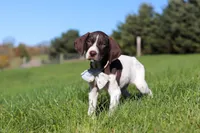 Ammo, a male German Shorthaired Pointer for sale in Sugarcreek, OH – 4 of 8