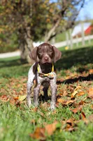 Annie, a female German Shorthaired Pointer for sale in Sugarcreek, OH – 7 of 10