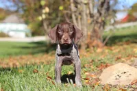 Asher, a male German Shorthaired Pointer for sale in Sugarcreek, OH – 2 of 10