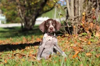 Allie, a female German Shorthaired Pointer for sale in Sugarcreek, OH – 9 of 10