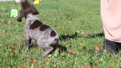 Angela, a female German Shorthaired Pointer for sale in Sugarcreek, OH – 10 of 10