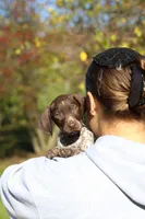 Annie, a female German Shorthaired Pointer for sale in Sugarcreek, OH – 9 of 10