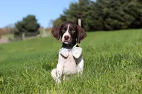Ammo, a male German Shorthaired Pointer for sale in Sugarcreek, OH – 7 of 8