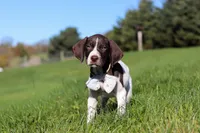 Ammo, a male German Shorthaired Pointer for sale in Sugarcreek, OH – 6 of 8