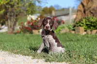 Allie, a female German Shorthaired Pointer for sale in Sugarcreek, OH – 6 of 10