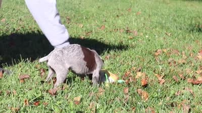 Asher, a male German Shorthaired Pointer for sale in Sugarcreek, OH – 10 of 10