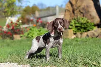 Allie, a female German Shorthaired Pointer for sale in Sugarcreek, OH – 7 of 10