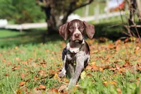 Allie, a female German Shorthaired Pointer for sale in Sugarcreek, OH – 5 of 10