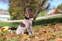 Asher, a male German Shorthaired Pointer for sale in Sugarcreek, OH – 9 of 10