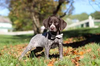 Angela, a female German Shorthaired Pointer for sale in Sugarcreek, OH – 5 of 10