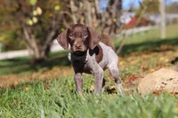 Asher, a male German Shorthaired Pointer for sale in Sugarcreek, OH – 8 of 10