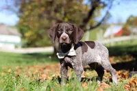 Angela, a female German Shorthaired Pointer for sale in Sugarcreek, OH – 2 of 10