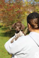 Annie, a female German Shorthaired Pointer for sale in Sugarcreek, OH – 2 of 10
