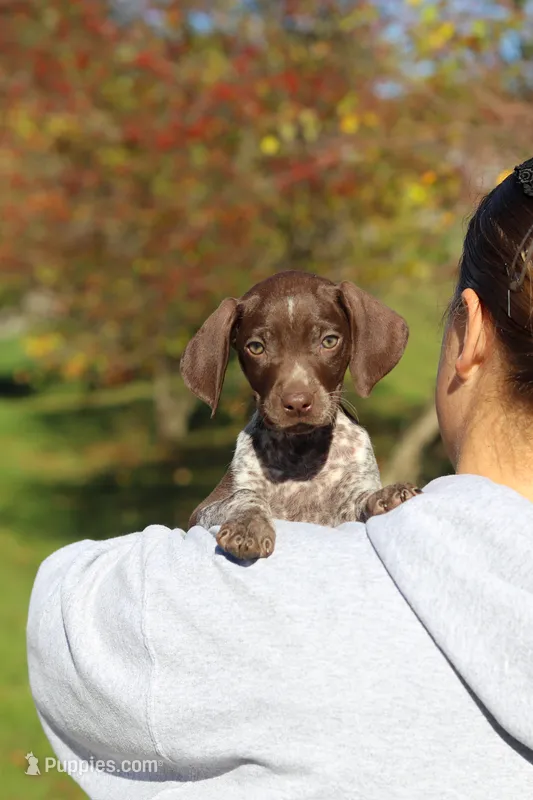 Annie, a female German Shorthaired Pointer for sale in Sugarcreek, OH – 1 of 10