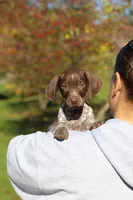 Annie, a female German Shorthaired Pointer for sale in Sugarcreek, OH – 1 of 10