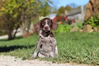 Allie, a female German Shorthaired Pointer for sale in Sugarcreek, OH – 4 of 10