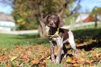 Annie, a female German Shorthaired Pointer for sale in Sugarcreek, OH – 4 of 10