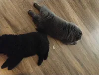 Puppy 1, a female Chow Chow for sale in Chicago, IL – 3 of 4