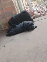 Puppy 1, a female Chow Chow for sale in Chicago, IL – 2 of 4